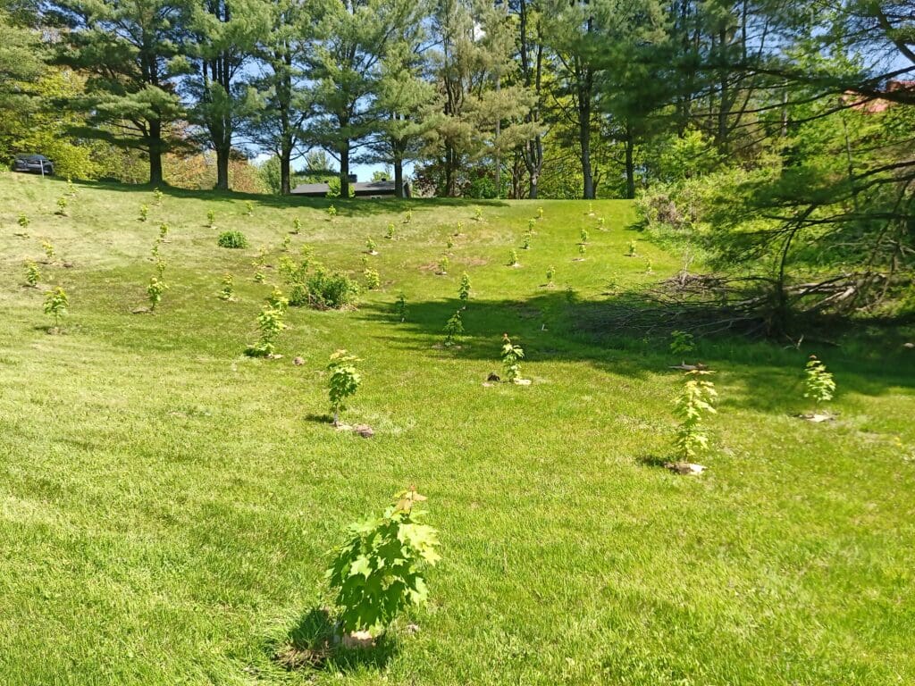 Plantation d’érable à sucre pour un élargissement de bande riveraine de plus de 30 mètres chez un particulier.